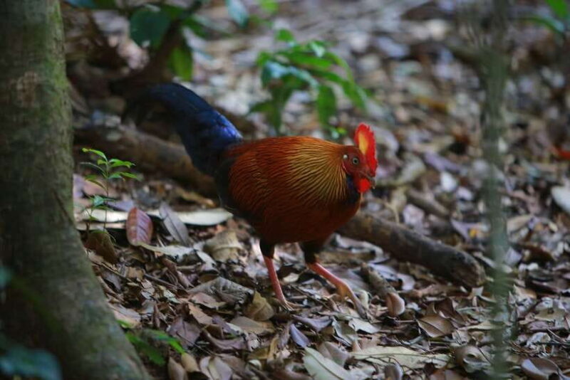 Sri Lanka: Sinharaja rainforest tour from Colombo, Bentota - Good To Know  