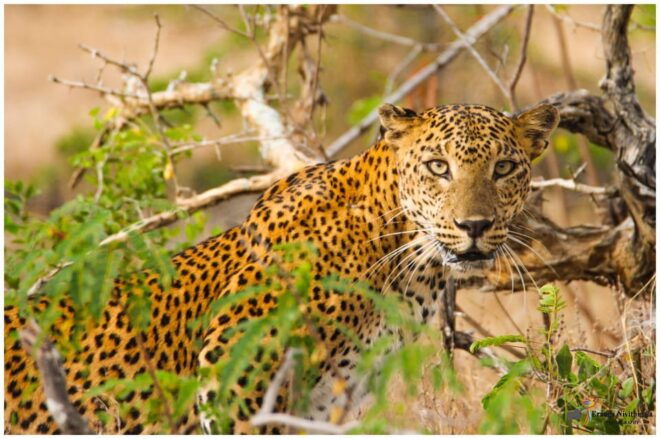 Sri Lanka: South Coast and Wildlife With Gem City - Unique Experiences in Sri Lanka