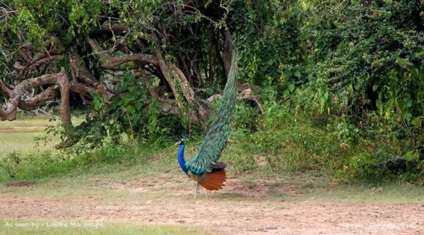 Sri Lanka: South Coast and Wildlife With Gem City - Accessibility Features and Support