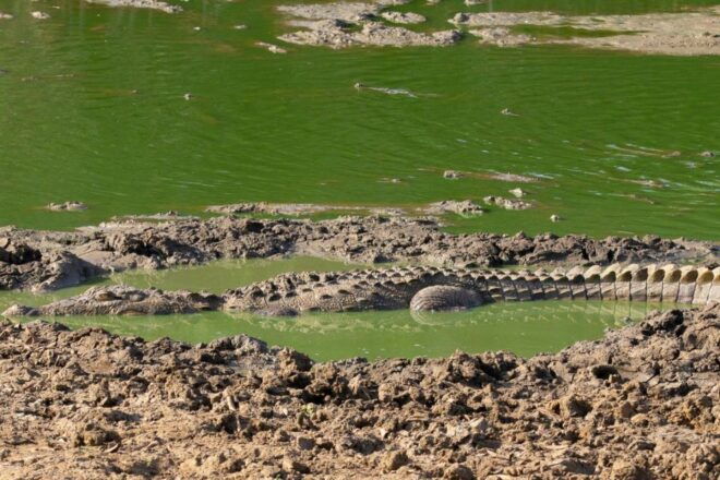 Sri Lanka South Coast, River Safari, Galle Fort, Sea Turtle - Additional Inclusions