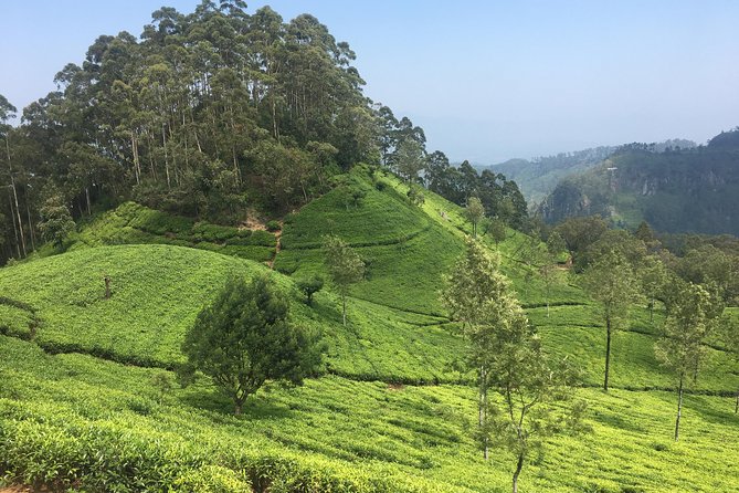 Sri Lanka Tour in 8 Days - Price and Booking Details