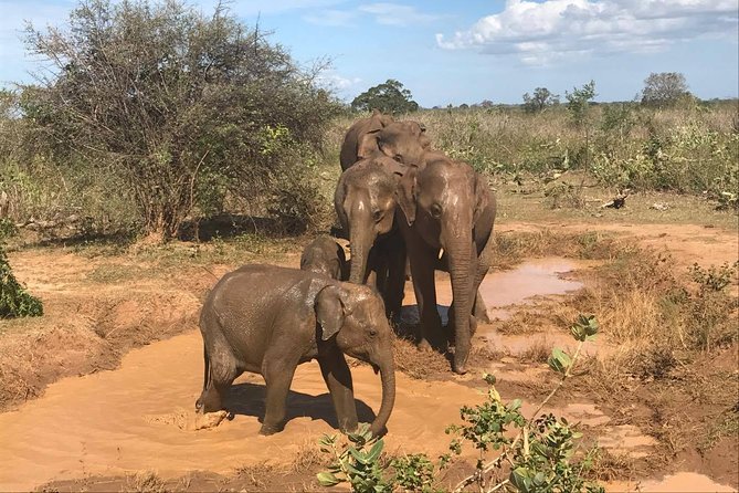 Sri Lanka Tours 12-Day Wildlife Tour With Driver,Car or Van and Accommodations - Tour Overview