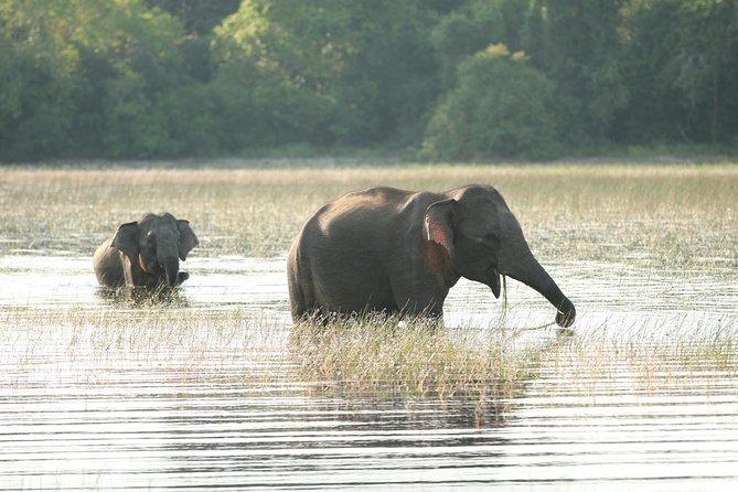 Sri Lanka Tours 12-Day Wildlife Tour With Driver,Car or Van and Accommodations - The Sum Up