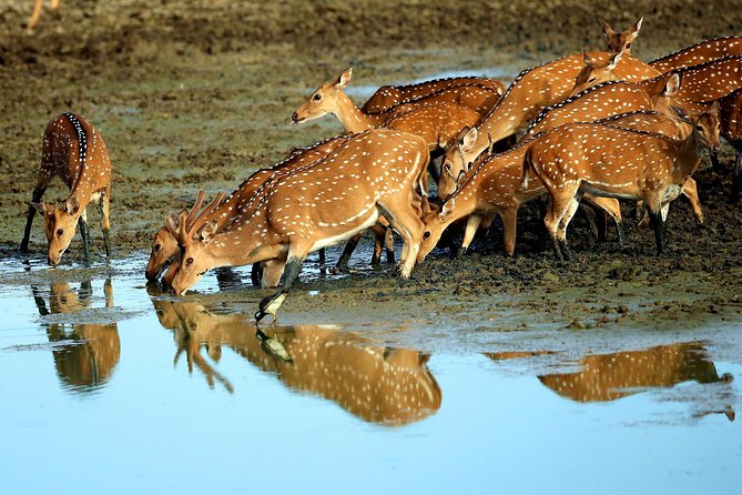 Sri Lanka Tours Package in 9 Days (Amazing Sri Lanka) - Common Questions