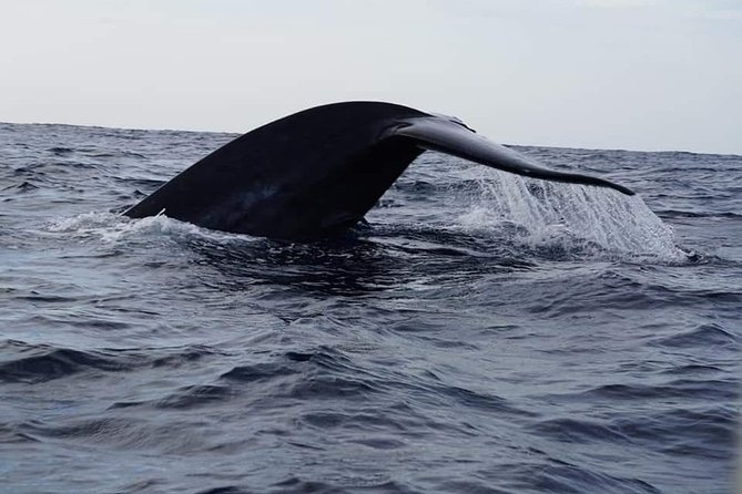 Sri Lanka Trincomalee Whale and Dolphin Watching Cruise - Pricing and Value