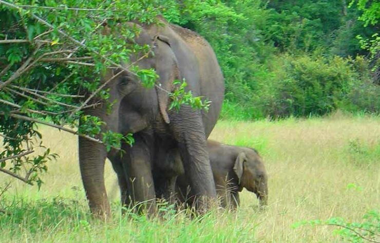 Sri Lanka: Two-Day Yala Wildlife Safari - Explore the Dutch Colonial City of Galle