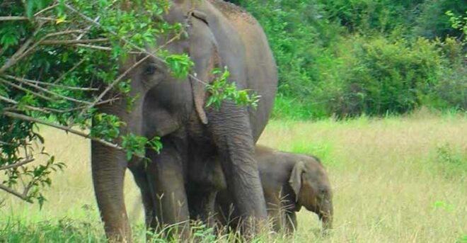 Sri Lanka: Two-Day Yala Wildlife Safari - Overnight Stay in Yala