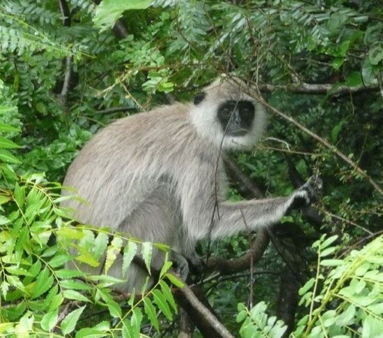 Sri Lanka: Two-Day Yala Wildlife Safari - Visit the Gem Museum and Great Saman Temple in Ratnapura