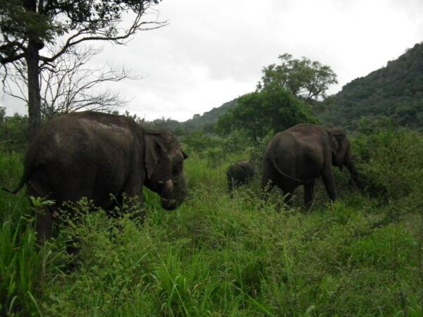 Sri Lanka: Two-Day Yala Wildlife Safari - Common Questions