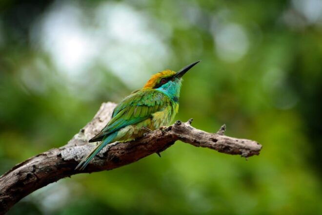 Sri Lanka: Wildlife and Beach - Wildlife Experiences