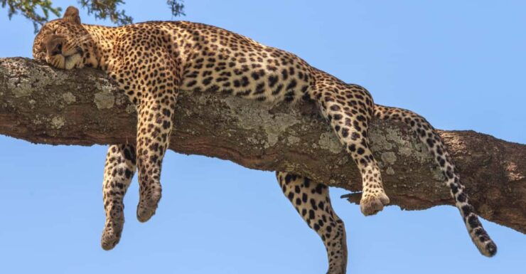 Sri Lanka: Wildlife Tour, Rainforest, National Park, - Good To Know