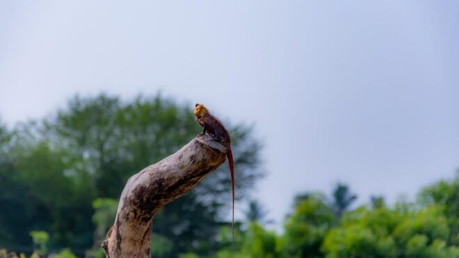 Sri Lanka: Wildlife Tour, Rainforest, National Park, - Included Experiences