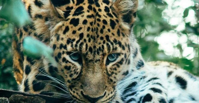 Sri Lanka: Wildlife Wonders of Sri Lanka 5 Day Tour - Wildlife and Natural Attractions