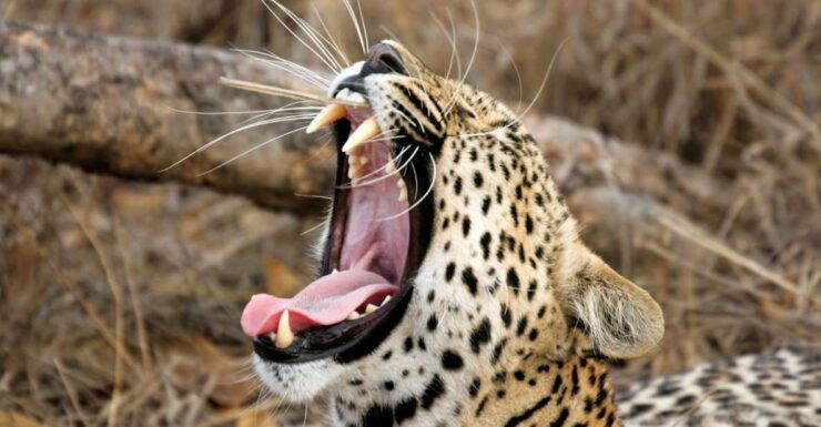 Sri Lanka: Wilpattu National Park Safari Tour in a 4WD Jeep - Activity Details