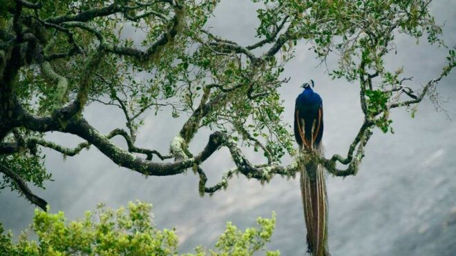Sri Lanka: Wilpattu National Park Safari Tour in a 4WD Jeep - Tour Inclusions