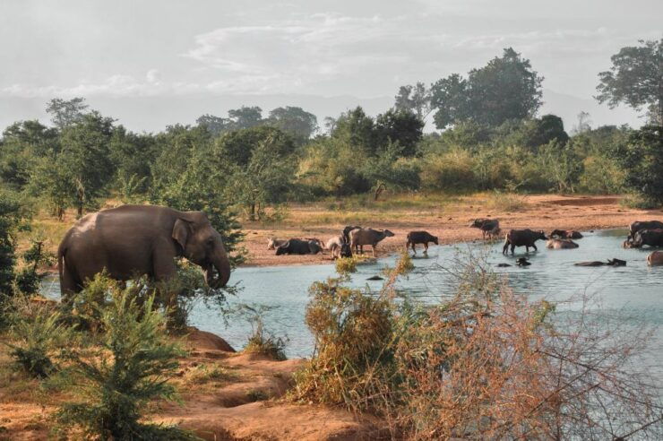 Sri Lanka: Yala National Park Private Safari - Ticket Details