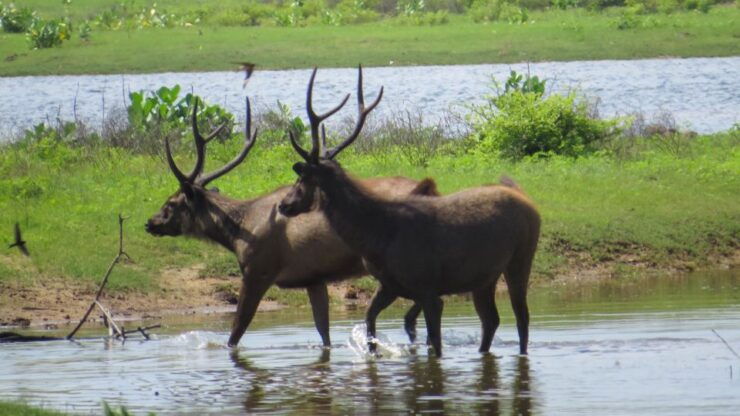 Sri Lanka: Yala National Park Private Safari - Safari Experience