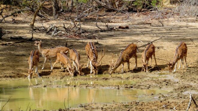 Sri Lanka: Yala National Park Private Safari - Highlights of the Safari