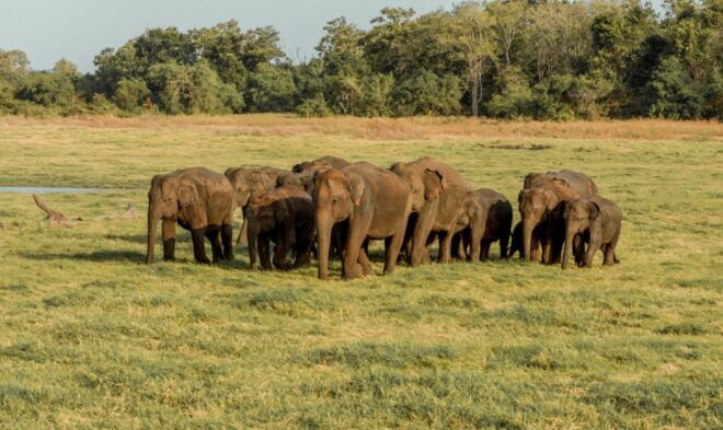 Sri Lanka: Yala National Park Private Safari - Inclusions