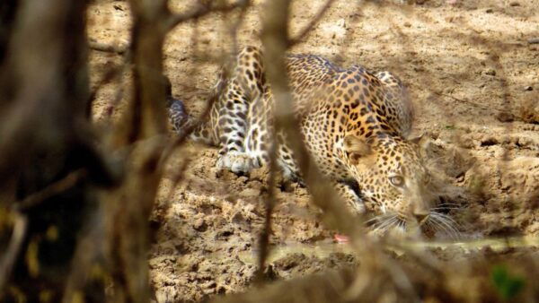 Sri Lanka: Yala National Park Private Safari - Common Questions