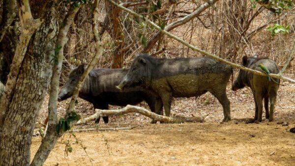 Sri Lanka: Yala National Park Private Safari - The Sum Up