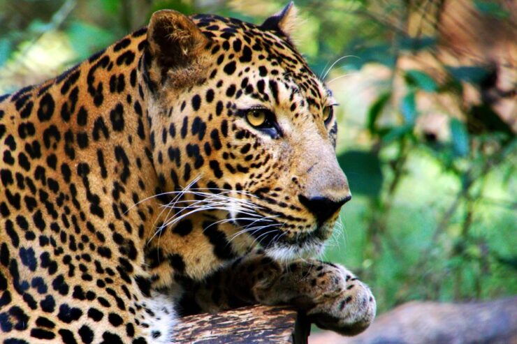 Sri Lanka: Yala National Park Safari Tour - Booking Details