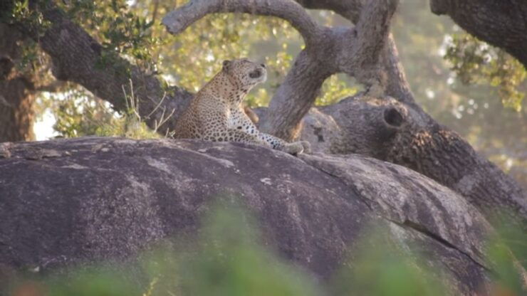 Sri Lanka: Yala National Park Safari Tour - Safari Experience