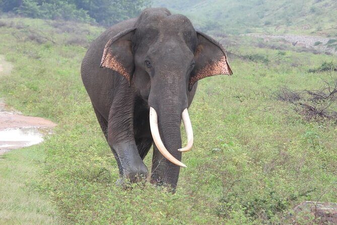 Sri Lanka Yala National Park Wildlife Private Tour - The Itinerary in Detail