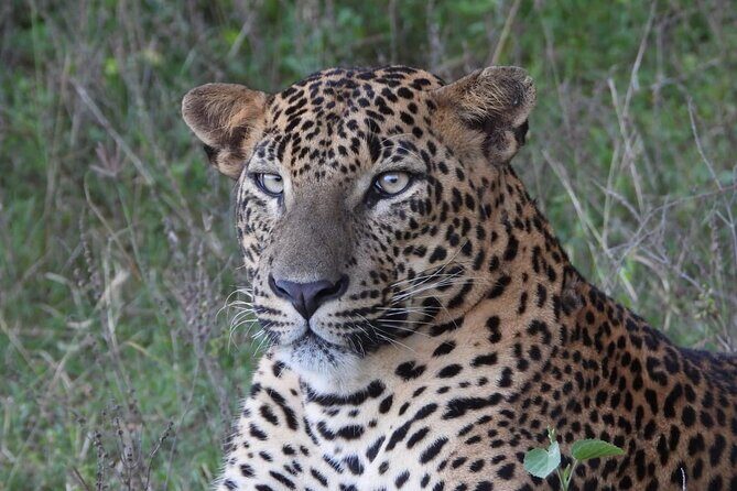 Sri Lanka Yala National Park Wildlife Private Tour - What to Keep in Mind