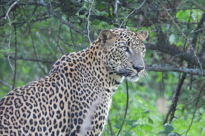 Sri Lanka Yala National Park Wildlife Private Tour - FAQ