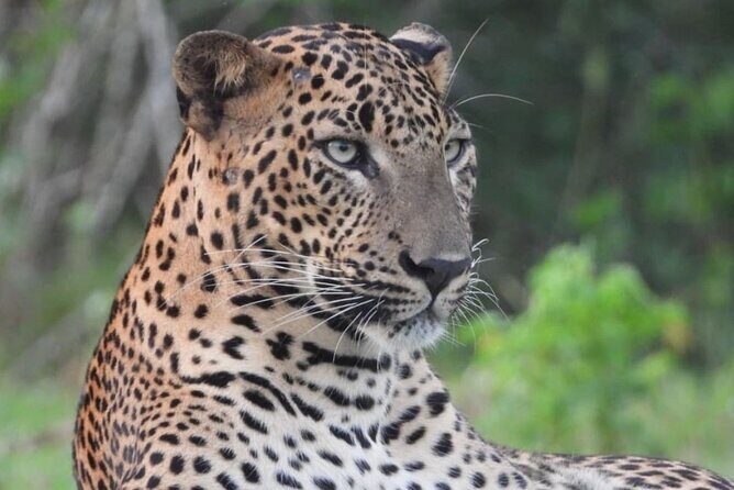 Sri Lanka Yala National Park Wildlife Private Tour - Good To Know
