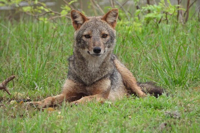 Sri Lanka Yala National Park Wildlife Private Tour - What to Expect from the Tour