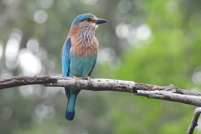 Sri Lanka Yala National Park Wildlife Private Tour - Who Should Consider This Tour