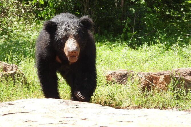 Sri Lanka Yala National Park Wildlife Private Tour - FAQ