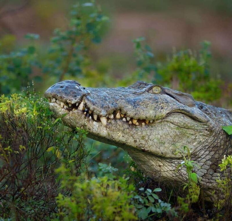 Srilanka : 4-Day Tour with Accommodation and Transport - An In-Depth Look at the 4-Day Sri Lanka Tour