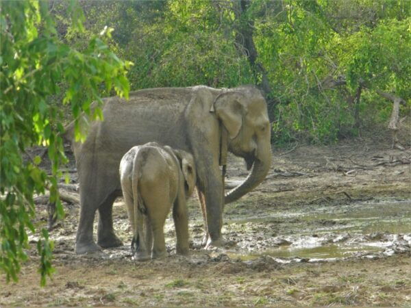 Srilanka - Discover Your Amazing Time With Expert Guide - Location and Things to Do in Colombo