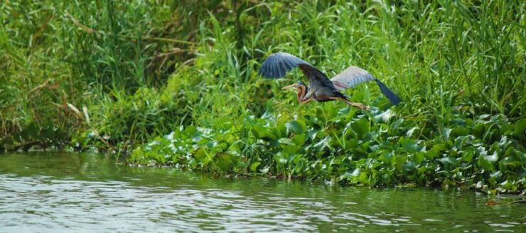Srilanka, Negombo: Day Tour With Airport Transfer - Itinerary Highlights