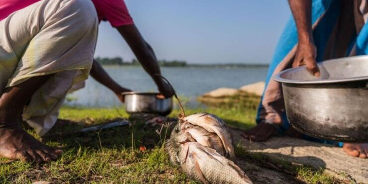 SriLankan Village Delight: Fish,Cook,Savor Lunch Experience - Culinary Adventure Details