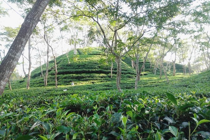 Srimangal Nature Tour in Forest and Tea Garden - Good To Know