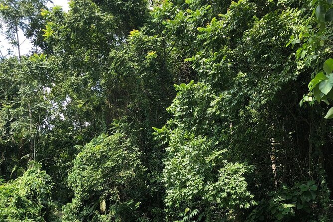 Srimangal Nature Tour in Forest and Tea Garden - What To Expect