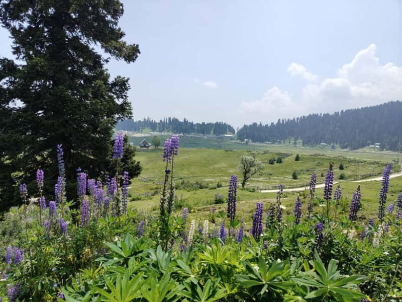 Srinagar: Gulmarg Day Tour - Explore the Meadow of Flowers - FAQ