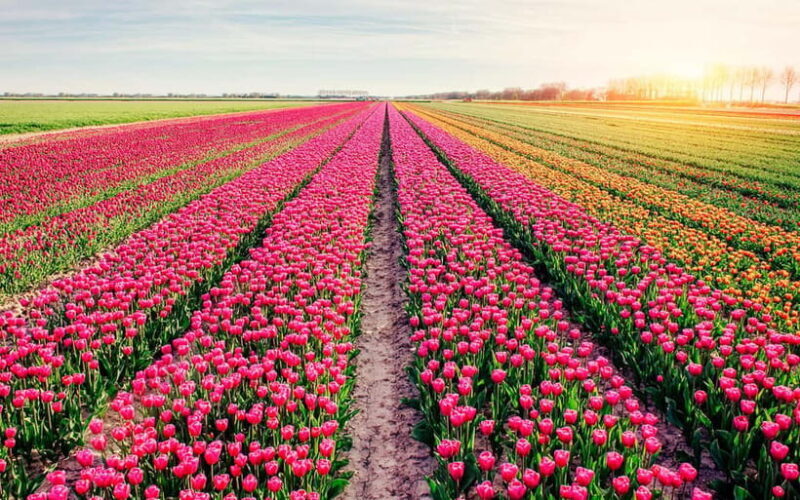 SRINAGAR THE TREASURE OF GARDENS - Introduction: Why This Tour Is a Must-Do in Srinagar