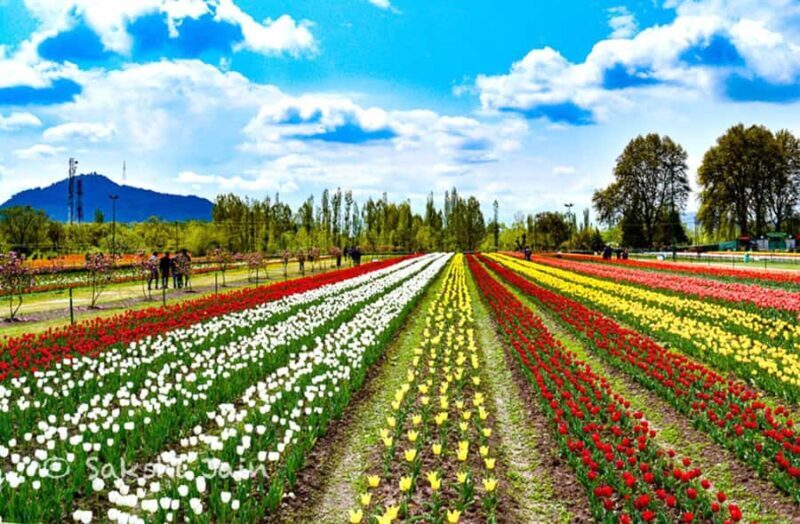 Srinagar: Tulip Garden With Shikra Ride on Dal Lake Tour - An In-Depth Look at This Srinagar Tour