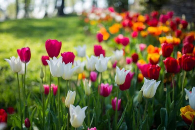Srinagar: Tulip Garden With Shikra Ride on Dal Lake Tour - Detailed Review of the Srinagar Tulip Garden & Dal Lake Tour