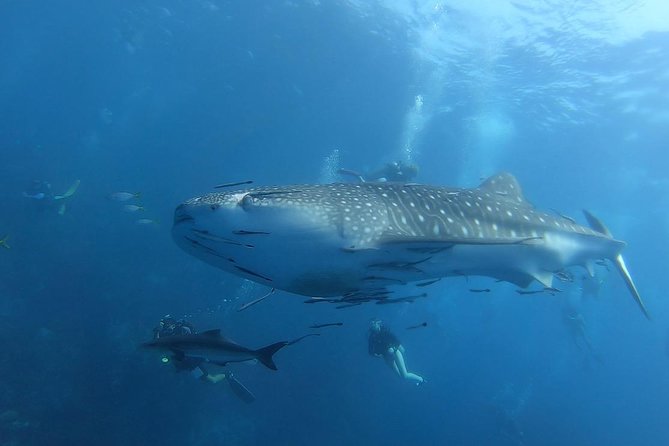 SSI Open Water Diver - Benefits of SSI Open Water Diver