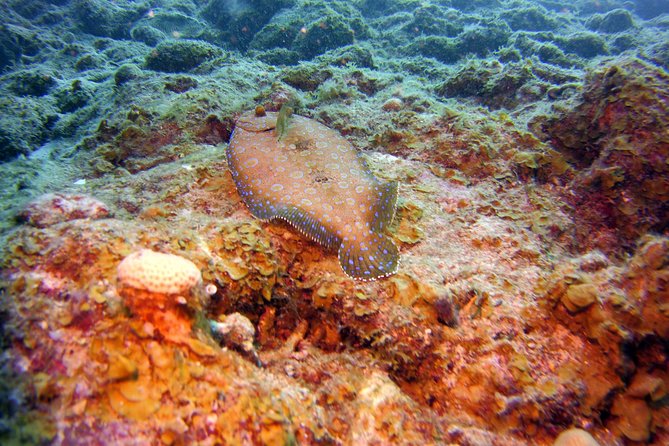 SSI Open Water Scuba Diving Course - The Sum Up