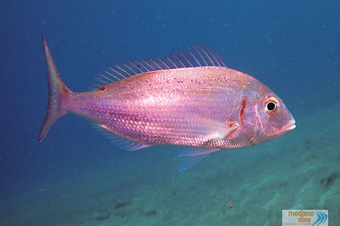 SSI Scuba Diver Course In Médano - Course Duration and Schedule