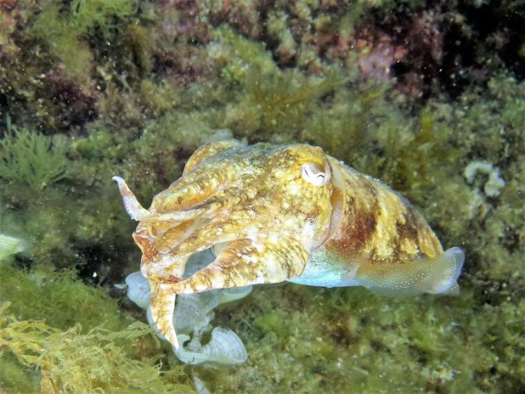 SSI Try Scuba Diving in the sea - The Small Group Advantage
