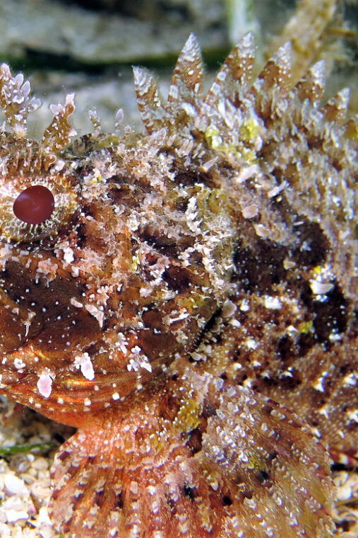 SSI Try Scuba Diving in the sea - Practical Details for Travelers