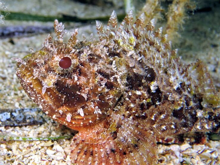 SSI Try Scuba Diving in the Sea - Good To Know